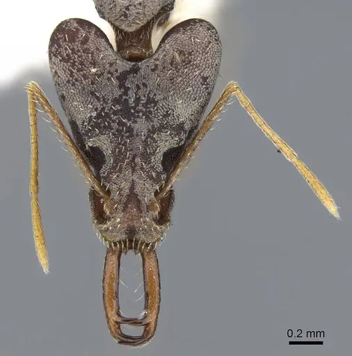 Strumigenys nidifex specimen CASENT0914852 image casent0914852_2