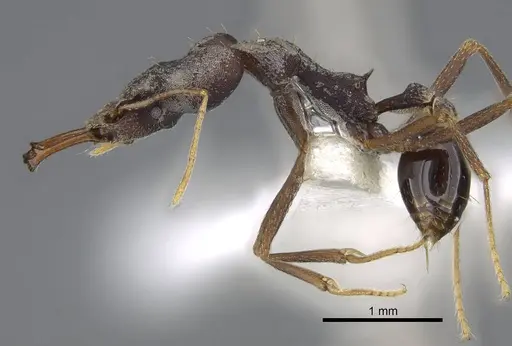 Strumigenys nidifex specimen CASENT0914852 image casent0914852_3