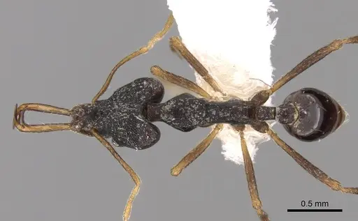 Strumigenys nigra specimen CASENT0280734 image casent0280734_1