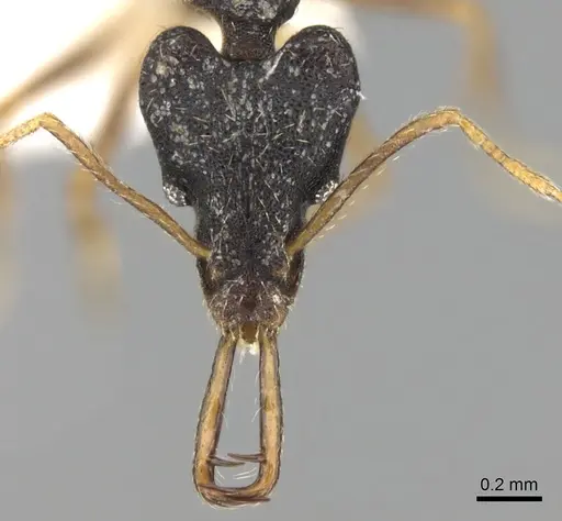 Strumigenys nigra specimen CASENT0280734 image casent0280734_2