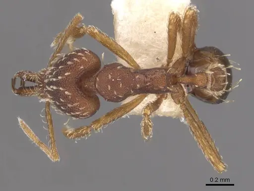 Strumigenys nigra specimen CASENT0905782 image casent0905782_1
