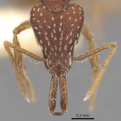 Strumigenys nigra specimen CASENT0905782 image casent0905782_2