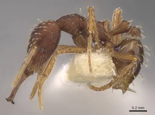 Strumigenys nigra specimen CASENT0905782 image casent0905782_3