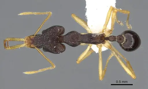 Strumigenys nigra specimen CASENT0914854 image casent0914854_1