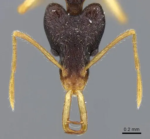 Strumigenys nigra specimen CASENT0914854 image casent0914854_2