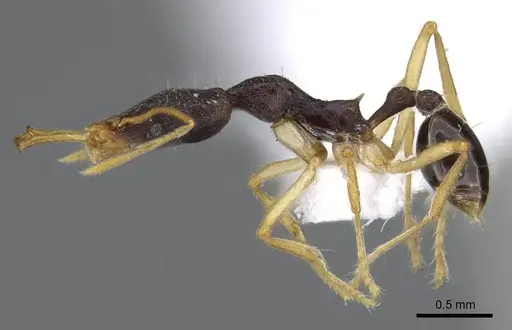 Strumigenys nigra specimen CASENT0914854 image casent0914854_3