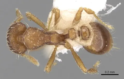 Strumigenys nigrescens specimen CASENT0281985 image casent0281985_1