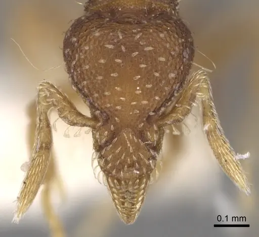 Strumigenys nigrescens specimen CASENT0281985 image casent0281985_2