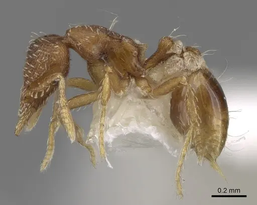 Strumigenys nigrescens specimen CASENT0281985 image casent0281985_3