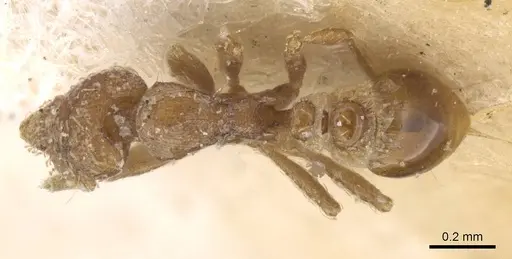 Strumigenys nigrescens specimen CASENT0912850 image casent0912850_1