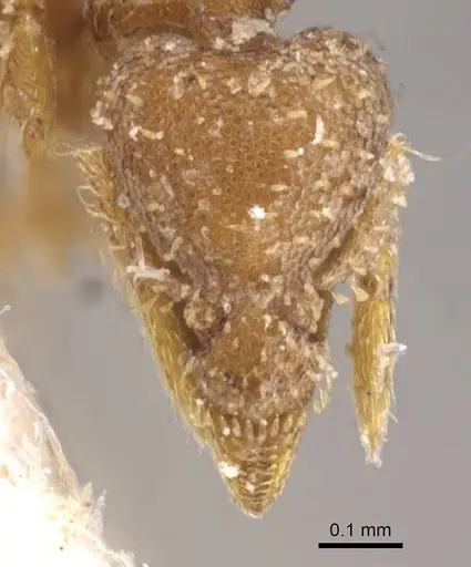 Strumigenys nigrescens specimen CASENT0912850 image casent0912850_2