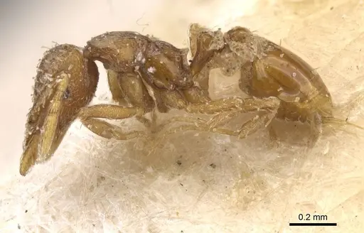 Strumigenys nigrescens specimen CASENT0912850 image casent0912850_3