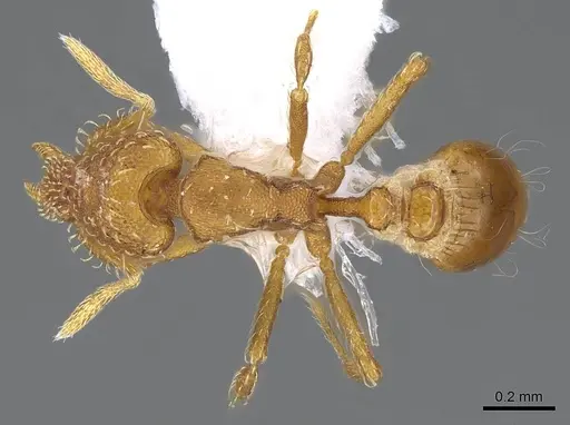 Strumigenys nigrescens specimen CASENT0914606 image casent0914606_1