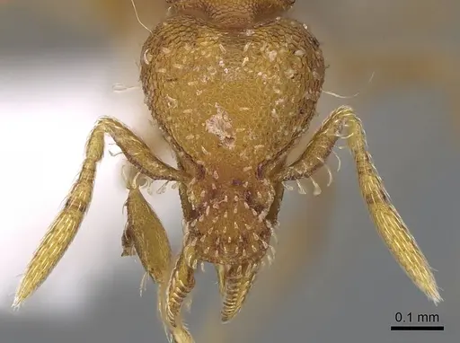 Strumigenys nigrescens specimen CASENT0914606 image casent0914606_2