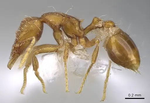 Strumigenys nigrescens specimen CASENT0914606 image casent0914606_3