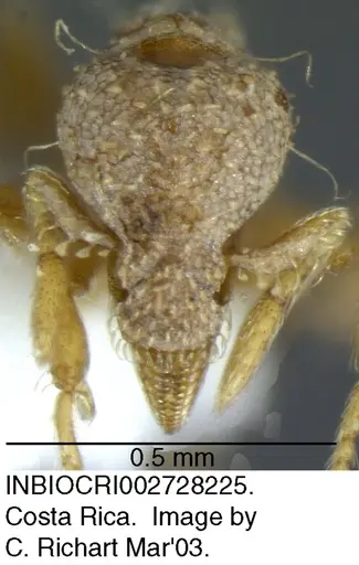 Strumigenys nigrescens specimen INBIOCRI002728225 image inbiocri002728225_1