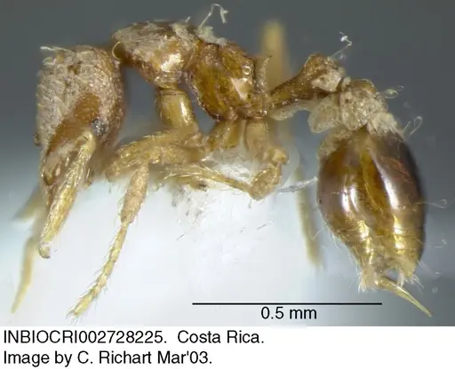 Strumigenys nigrescens specimen INBIOCRI002728225 image inbiocri002728225_2