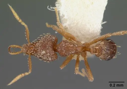 Strumigenys nimbrata specimen CASENT0102150 image casent0102150_1