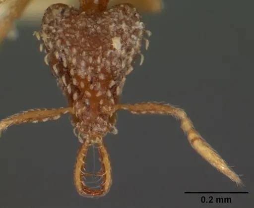 Strumigenys nimbrata specimen CASENT0102150 image casent0102150_2