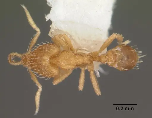 Strumigenys nimbrata specimen CASENT0102569 image casent0102569_1