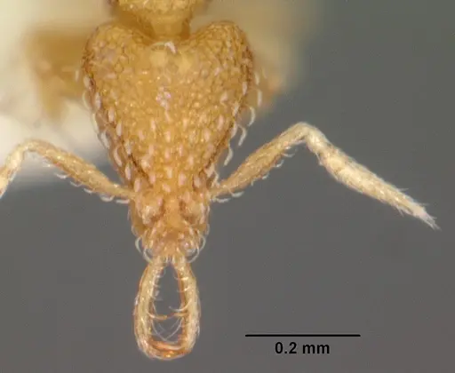 Strumigenys nimbrata specimen CASENT0102569 image casent0102569_2
