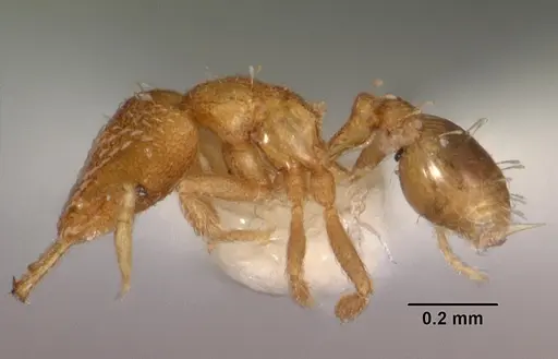 Strumigenys nimbrata specimen CASENT0102569 image casent0102569_3