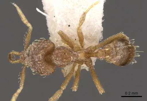 Strumigenys nimbrata specimen CASENT0900636 image casent0900636_1