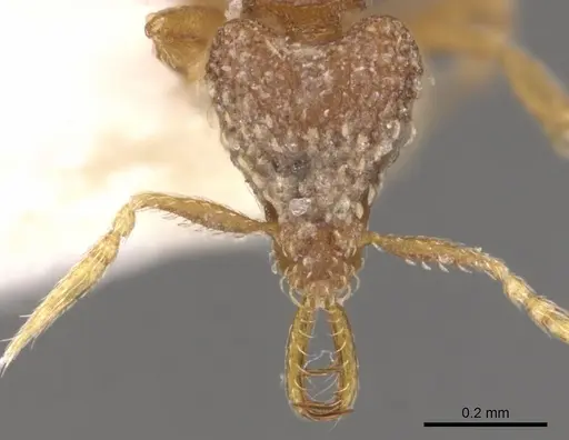 Strumigenys nimbrata specimen CASENT0900636 image casent0900636_2
