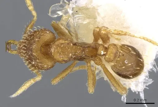 Strumigenys nimbrata specimen CASENT0914770 image casent0914770_1