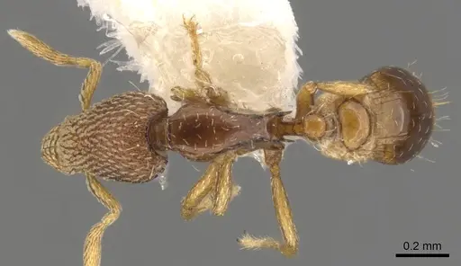 Strumigenys nimravida specimen CASENT0900053 image casent0900053_1