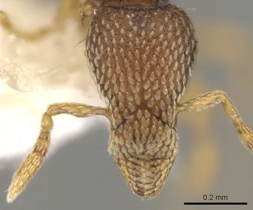 Strumigenys nimravida specimen CASENT0900053 image casent0900053_2