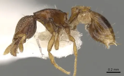 Strumigenys nimravida specimen CASENT0900053 image casent0900053_3