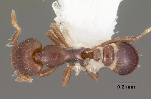 Strumigenys ninda specimen CASENT0102550 image casent0102550_1