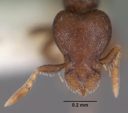 Strumigenys ninda specimen CASENT0102550 image casent0102550_2