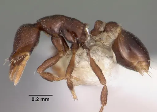 Strumigenys ninda specimen CASENT0102550 image casent0102550_3