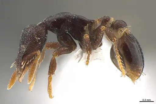 Strumigenys ninda specimen CASENT0411382 image casent0411382_1