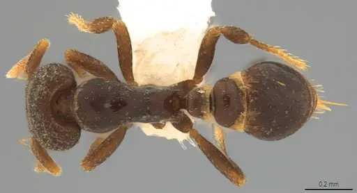 Strumigenys ninda specimen CASENT0840692 image casent0840692_1