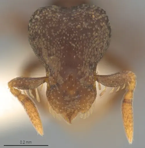 Strumigenys ninda specimen CASENT0840692 image casent0840692_2