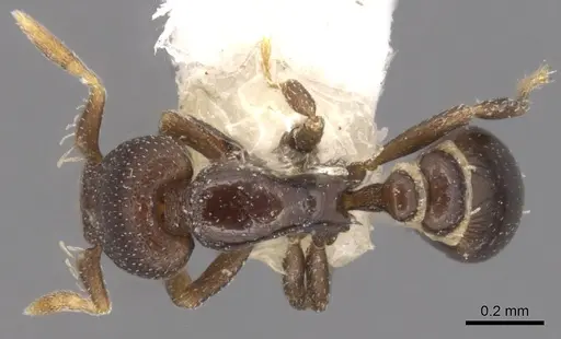 Strumigenys ninda specimen CASENT0900068 image casent0900068_1