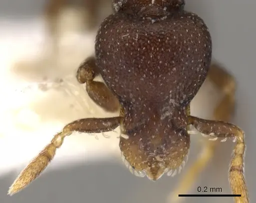 Strumigenys ninda specimen CASENT0900068 image casent0900068_2
