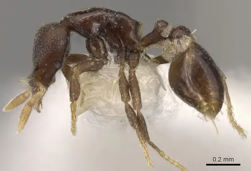 Strumigenys ninda specimen CASENT0900068 image casent0900068_3
