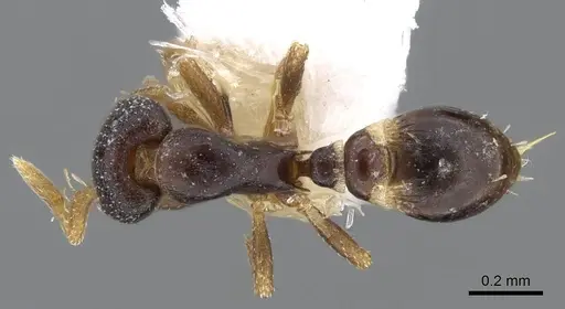 Strumigenys ninda specimen CASENT0914712 image casent0914712_1