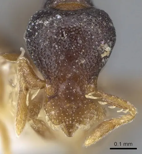 Strumigenys ninda specimen CASENT0914712 image casent0914712_2