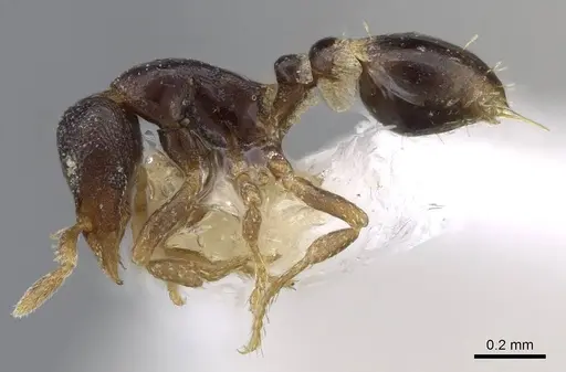 Strumigenys ninda specimen CASENT0914712 image casent0914712_3