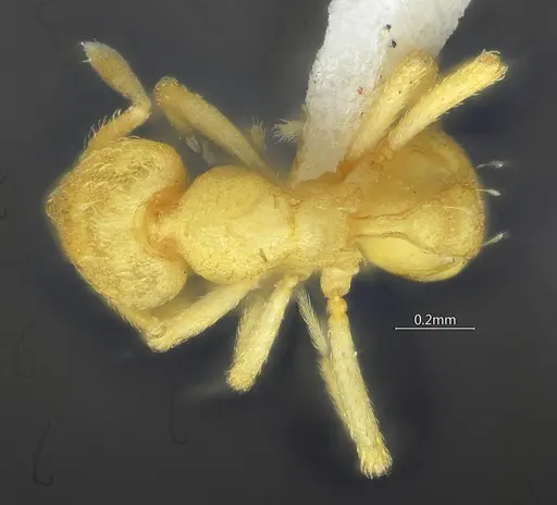 Strumigenys nongba specimen ANTWEB1060571 image antweb1060571_1