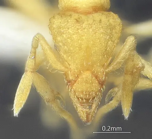 Strumigenys nongba specimen ANTWEB1060571 image antweb1060571_2