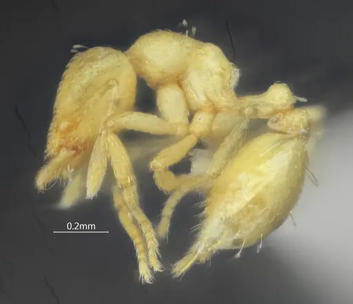 Strumigenys nongba specimen ANTWEB1060571 image antweb1060571_3