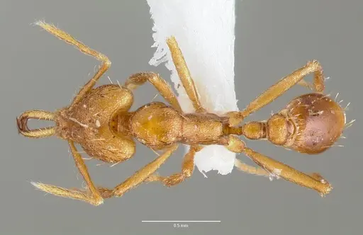 Strumigenys norax specimen CASENT0005613 image casent0005613_1