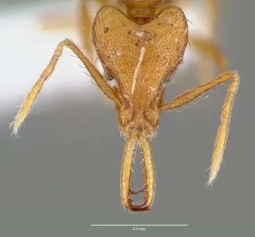 Strumigenys norax specimen CASENT0005613 image casent0005613_2
