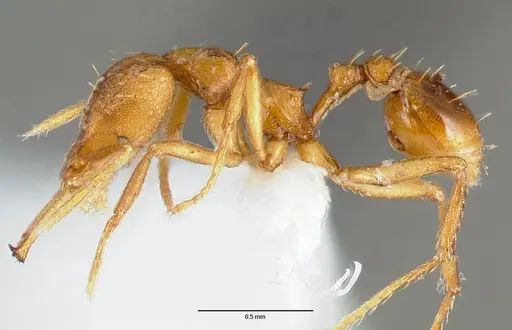 Strumigenys norax specimen CASENT0005613 image casent0005613_3